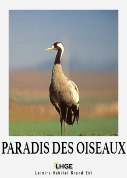 paradis-des-grues paradis-des-oiseaux